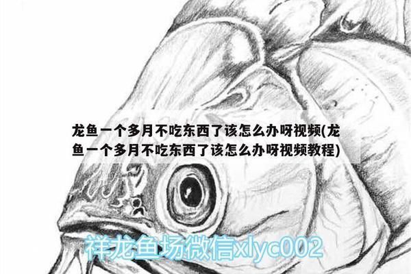 龍魚不吃東西了會死嗎視頻：龍魚不吃東西會對健康有影響嗎