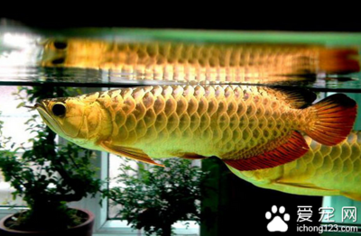 紅龍魚眼睛突出很多是什么原因呢圖片大全圖解（紅龍魚眼睛外凸什么原因）