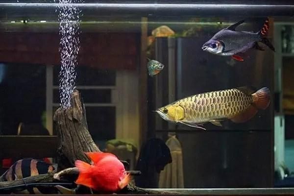 古典龍魚怎么養活的（怎么飼養古典金龍魚）