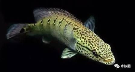 紅龍品牌有哪些主打產品？