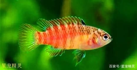 紅龍品牌有哪些主打產品？