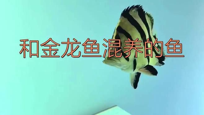 金龍魚可以和什么魚混養