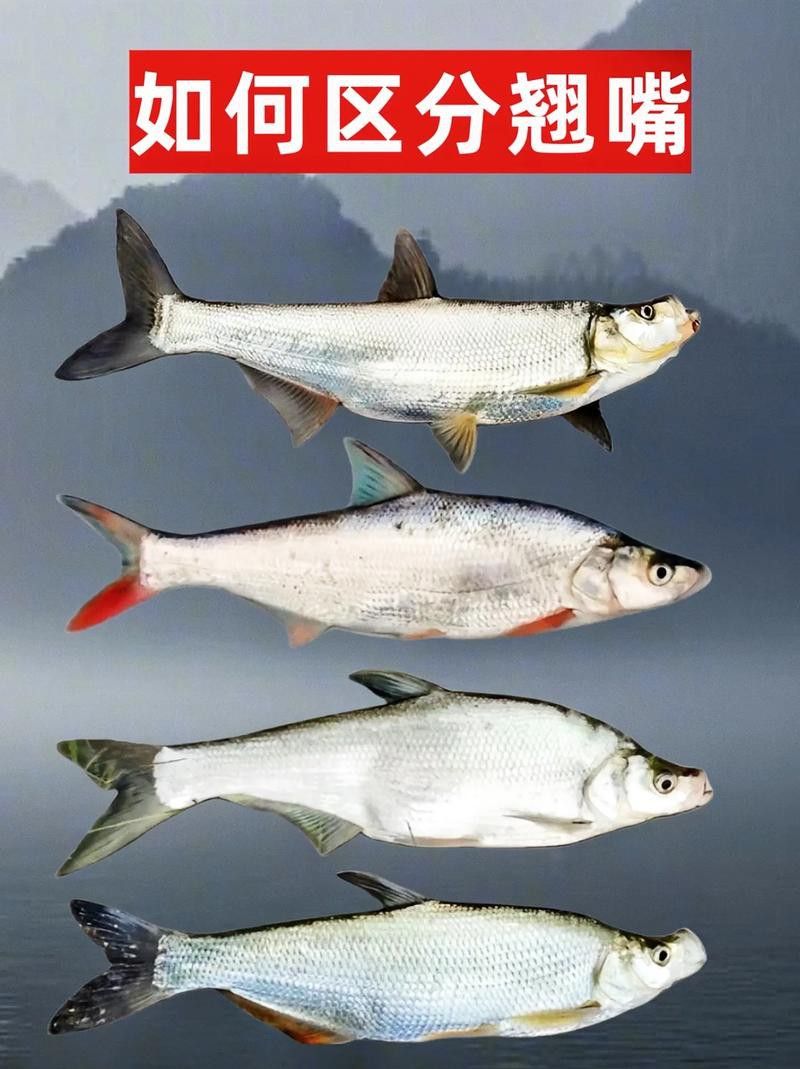 翹嘴魚和金龍魚的區(qū)別在哪里圖片