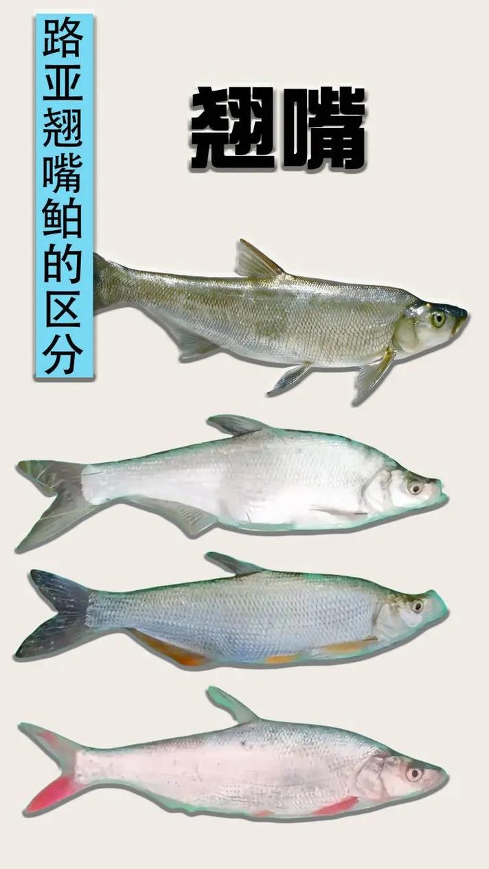 翹嘴魚和金龍魚的區(qū)別在哪里圖片