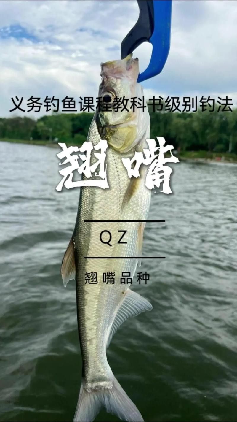 翹嘴魚和金龍魚的區(qū)別在哪里圖片