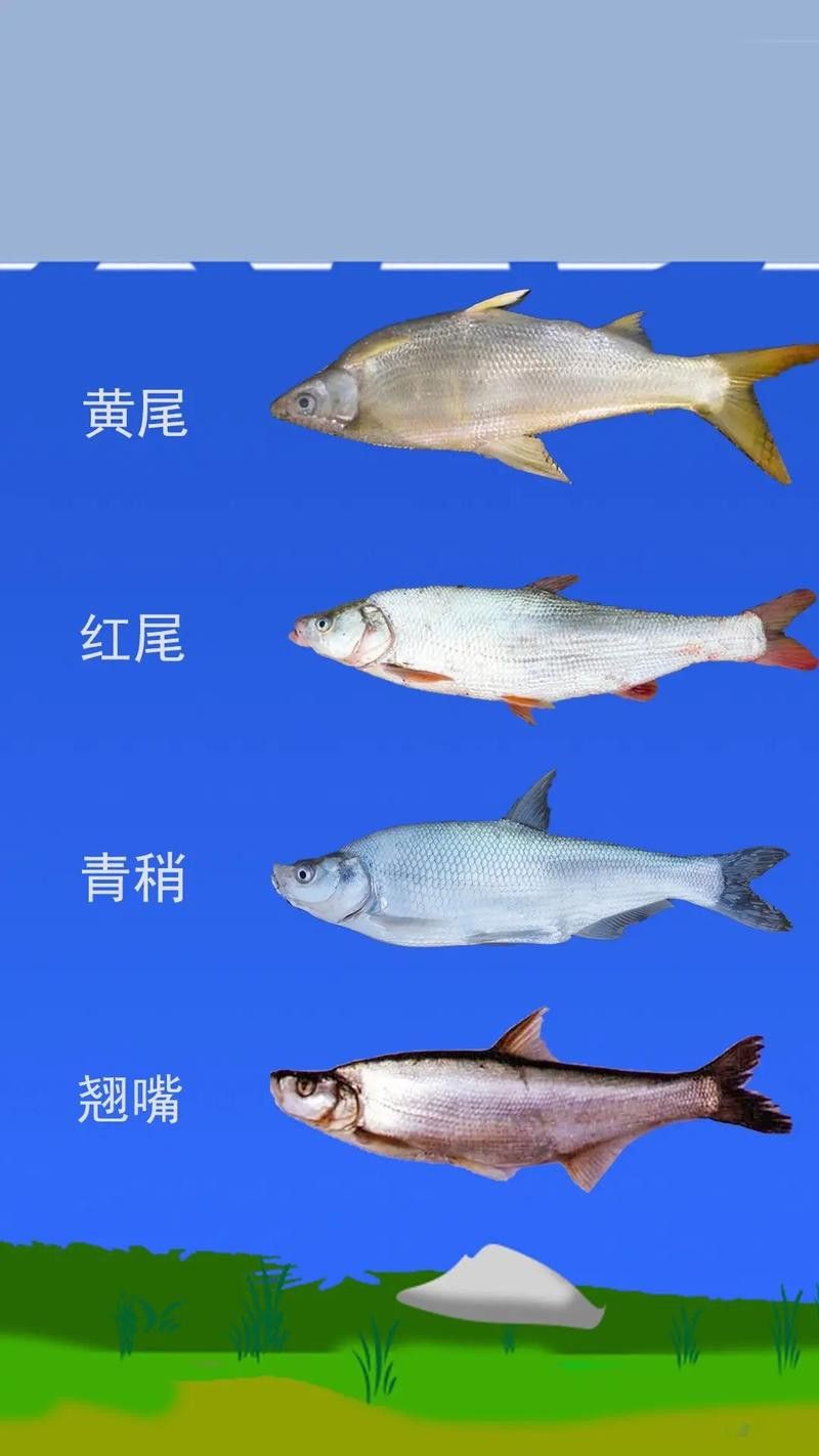 翹嘴魚和金龍魚的區(qū)別在哪里圖片