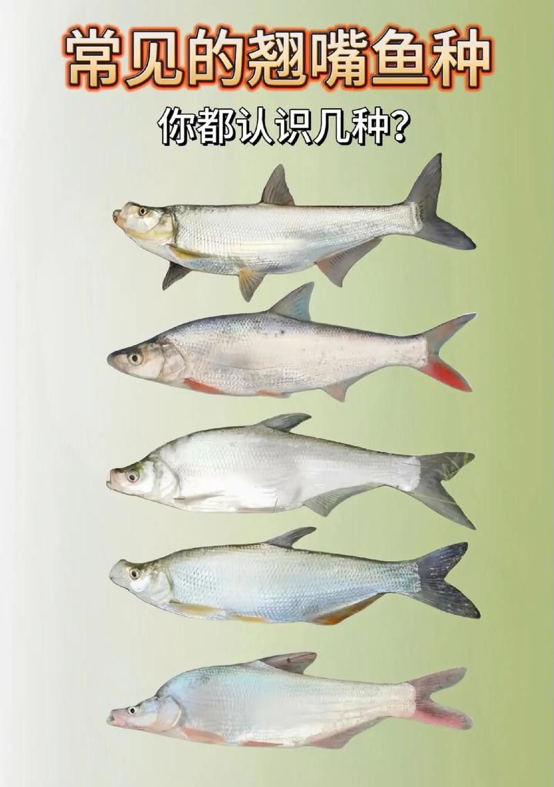 翹嘴魚和金龍魚的區(qū)別在哪里圖片