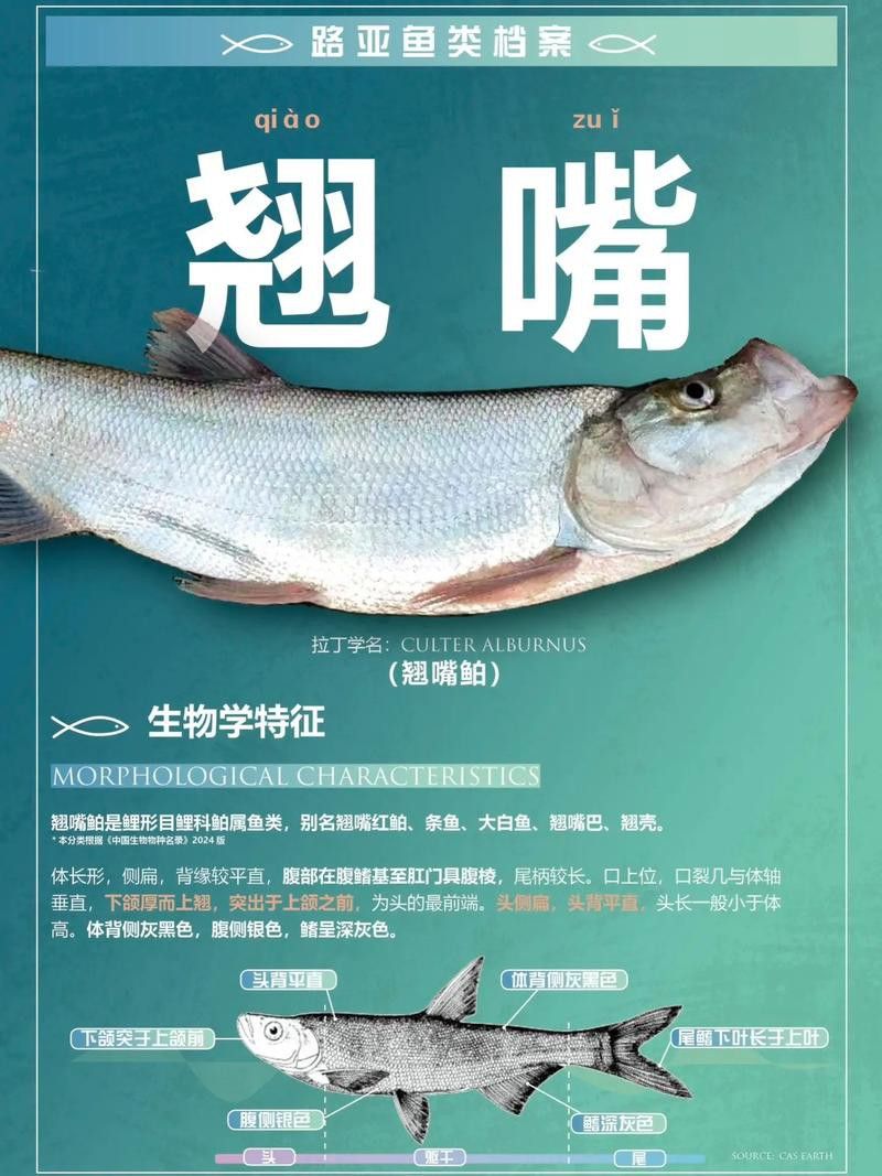 翹嘴魚和金龍魚的區(qū)別在哪里圖片
