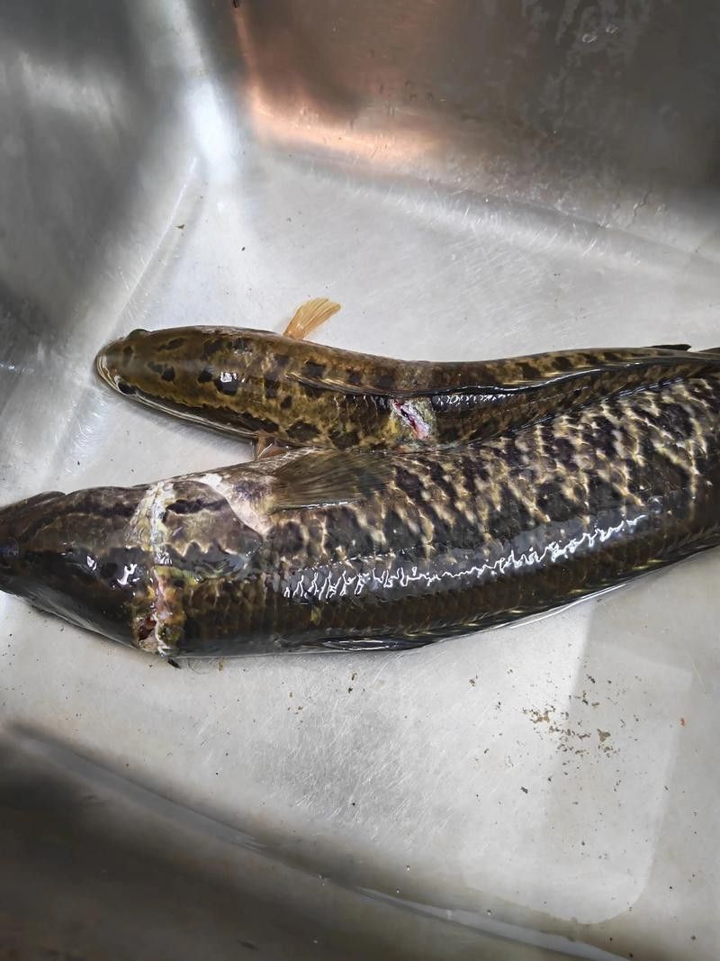 翹嘴魚和金龍魚的區(qū)別在哪里圖片