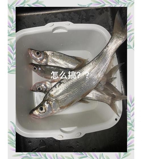 翹嘴魚和金龍魚的區(qū)別在哪里圖片