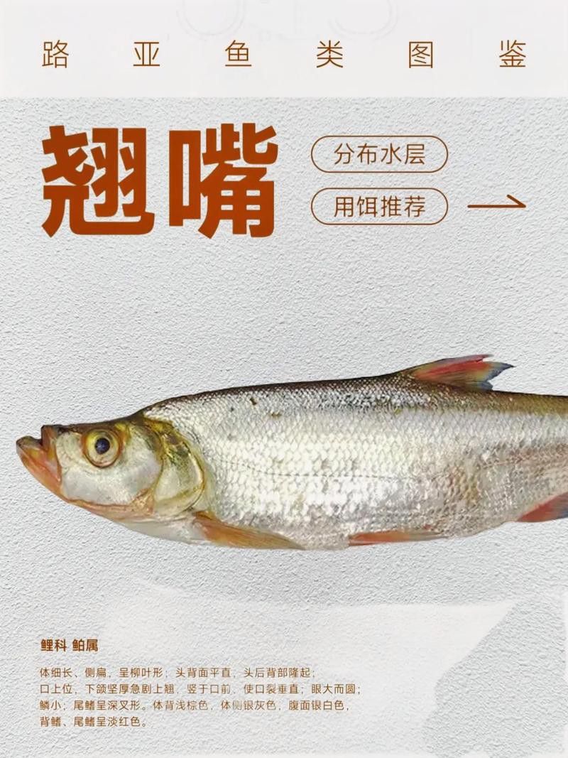 翹嘴魚和金龍魚的區(qū)別在哪里圖片