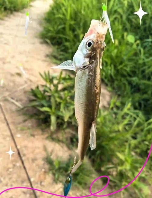 翹嘴魚和金龍魚的區(qū)別在哪里圖片