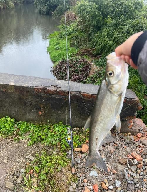翹嘴魚和金龍魚的區(qū)別在哪里圖片