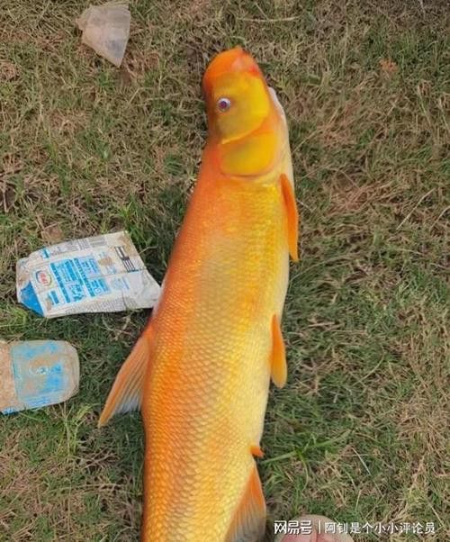 翹嘴魚和金龍魚的區(qū)別在哪里圖片