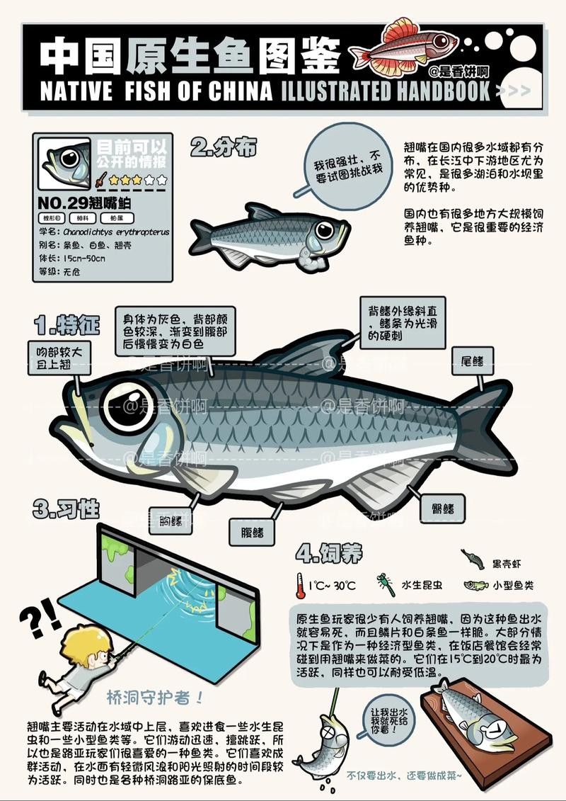翹嘴魚和金龍魚的區(qū)別在哪里圖片