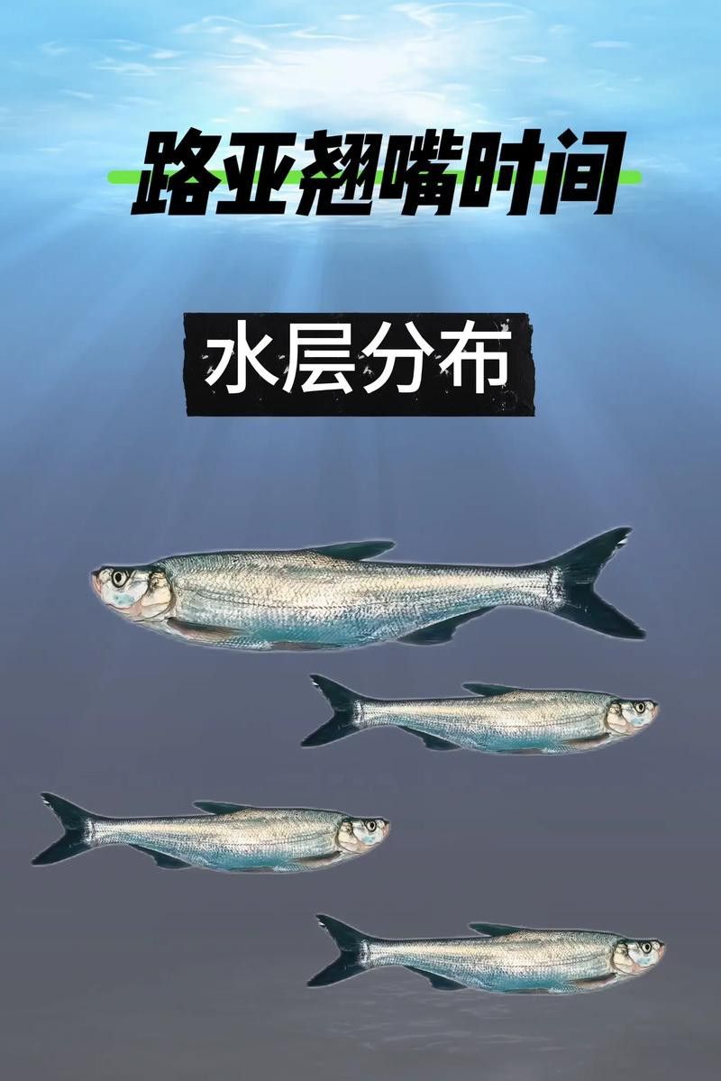 翹嘴魚和金龍魚的區(qū)別在哪里圖片