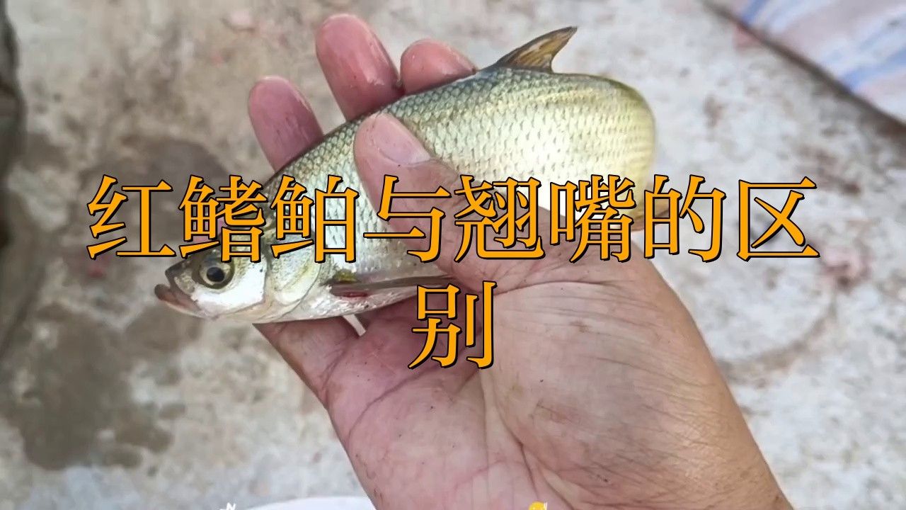 翹嘴魚和金龍魚的區(qū)別在哪里圖片