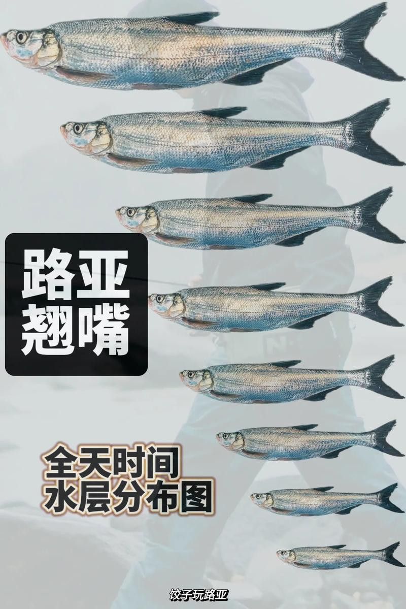 翹嘴魚和金龍魚的區(qū)別在哪里圖片