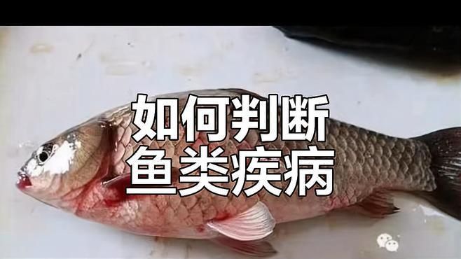 如何區(qū)分魚充血的不同類型？