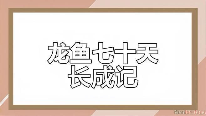 藍底金龍魚的生長過程視頻