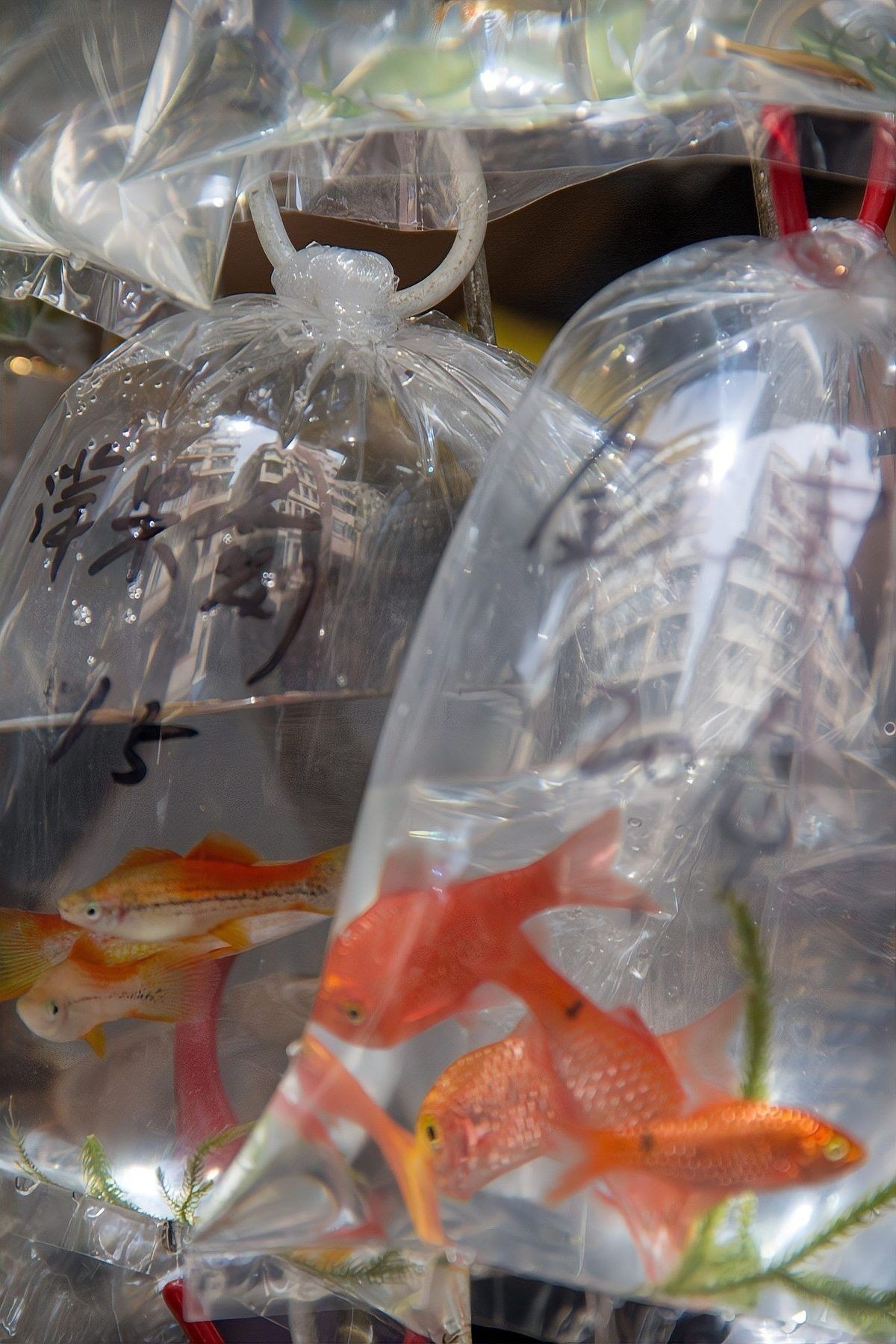 龍睛魚壽命一般有多長？