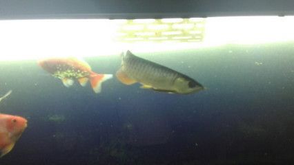 金龍魚配什么龜：金龍魚與豬鼻龜混養的注意事項