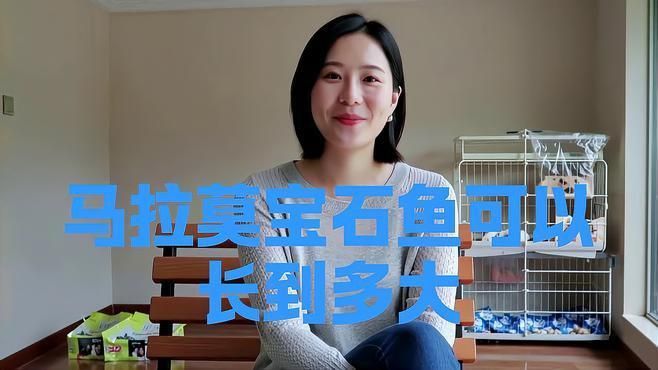 馬拉莫寶石魚能長多大