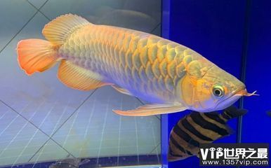 白子紅龍魚價格多少：寵物店紅龍魚售價查詢成本分析白子紅龍魚市場價格對比