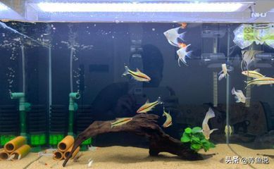 小型魚缸增氧泵怎么安裝圖解，如何選擇合適的魚缸增氧泵