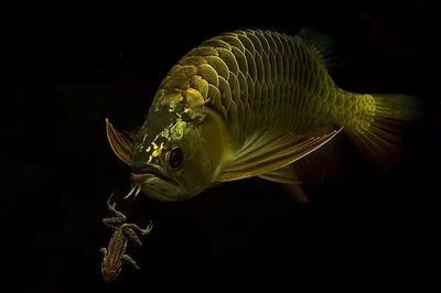 龍魚不吃食物好久嘴里吐綠色：龍魚不吃食物并吐綠色物質可能是患了腸胃炎的癥狀