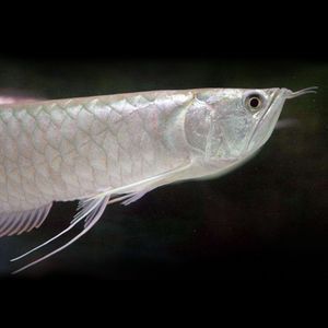 黃化銀龍魚發色過程【黃化銀龍魚發色過程第二階段黃化銀龍魚發色過程過程】