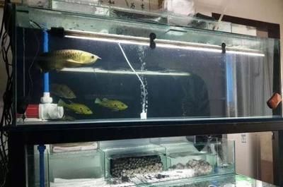 龍魚魚缸什么牌子好用：德克龍魚缸設計特點解析閩江魚缸售后服務評價