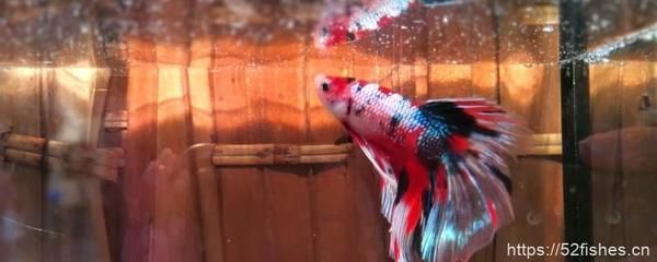龍魚狀態不錯就不吃食怎么辦呀：當龍魚狀態良好但停止進食時，飼養者可能會感到困惑和擔憂