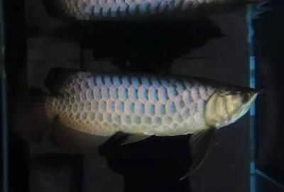 龍魚怎么用燈：龍魚燈光照射技巧