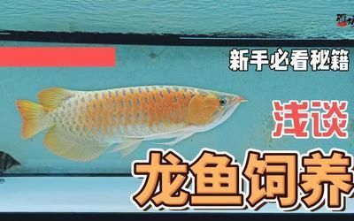 龍魚價(jià)格下跌：2024年的龍魚價(jià)格存在波動(dòng)的可能性但具體信息和數(shù)據(jù)分析