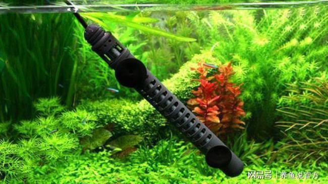 金龍魚調和油顏色淺的好還是深的好（金龍魚調和油保質期多久）