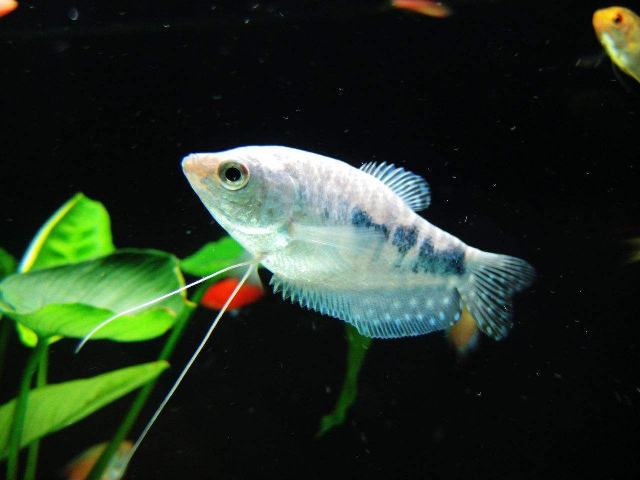 龍魚(yú)為什么老在下面游動(dòng)：龍魚(yú)老在下面游動(dòng)可能有多種原因及其相應(yīng)的解決辦法