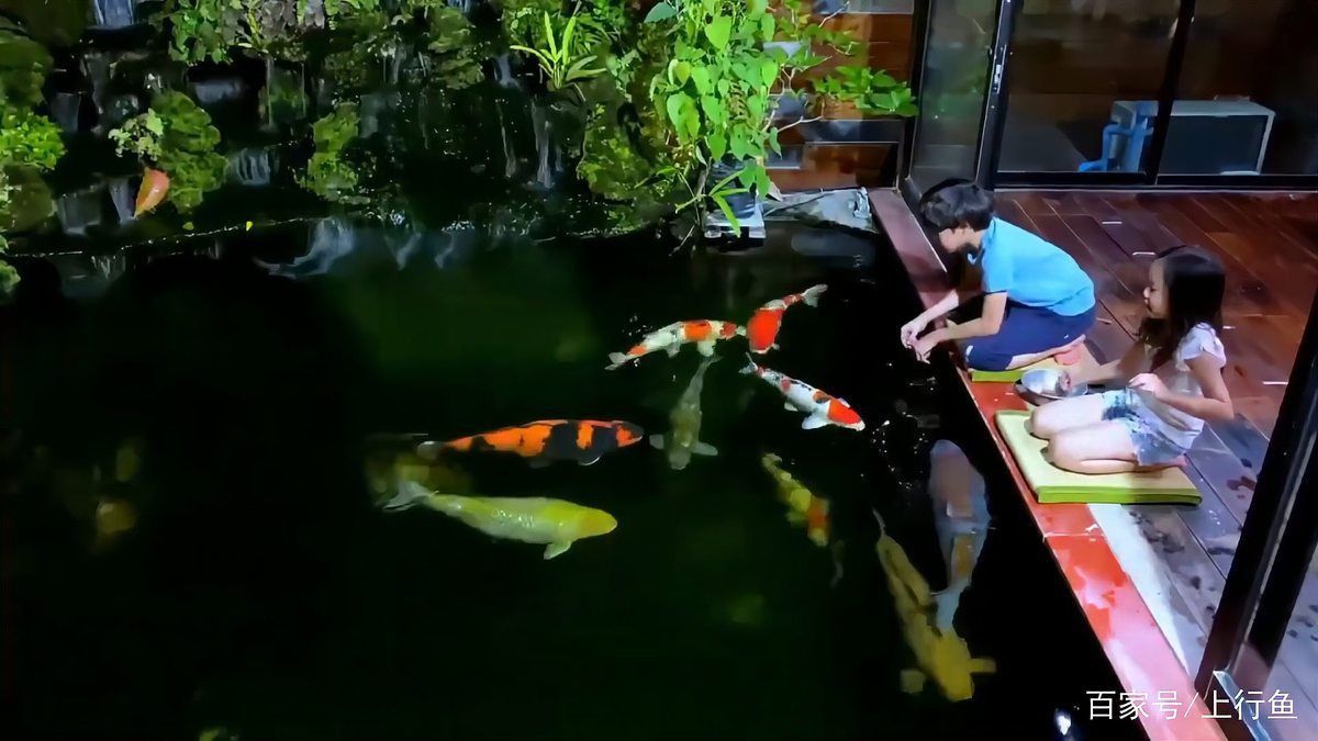 錦鯉樓蘭多少錢一只