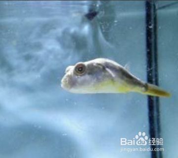 狗頭魚適宜水溫范圍，