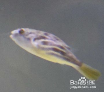 狗頭魚適宜水溫范圍，