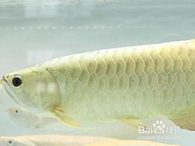 龍魚怎么樣才算掉眼：如何判斷龍魚掉眼的程度