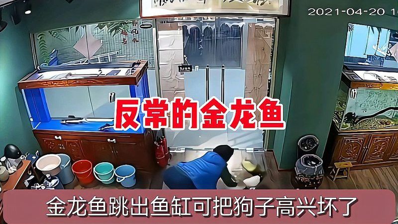 金龍魚跳缸有哪些案例