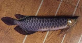 金龍魚跳缸有哪些案例