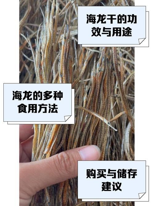如何合法購買小海龍魚干？