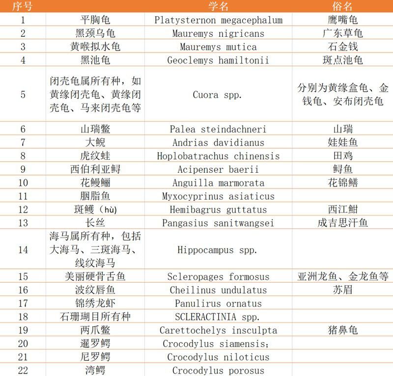 如何合法購買小海龍魚干？