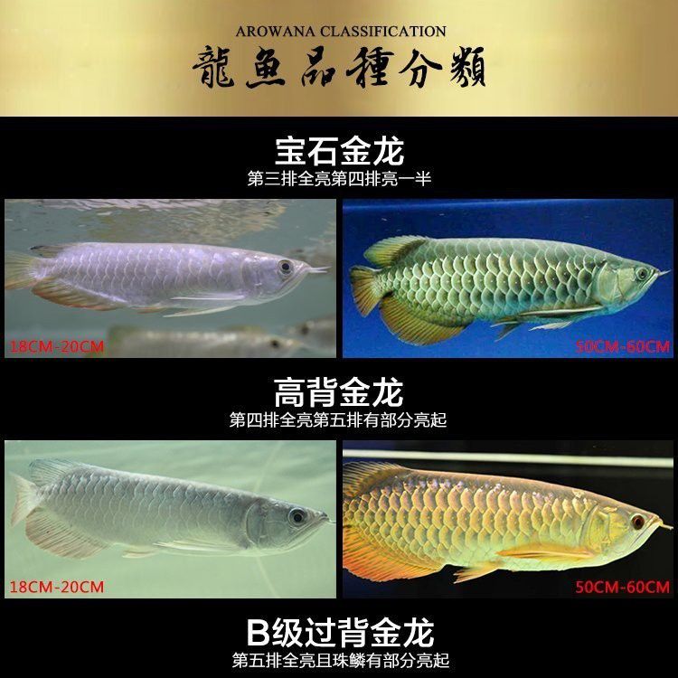古典黑底金龍魚的市場價格如何？