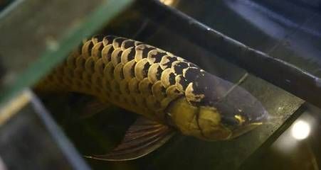 龍魚自己能繁殖嗎：家庭養殖龍魚繁殖技巧：龍魚繁殖技巧如何辨別龍魚的性別
