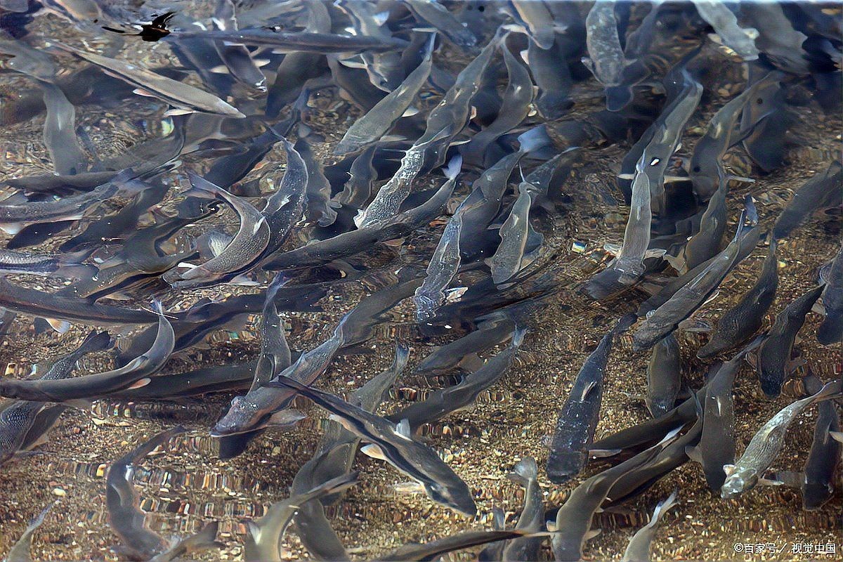 紅龍魚苗的最佳購買季節