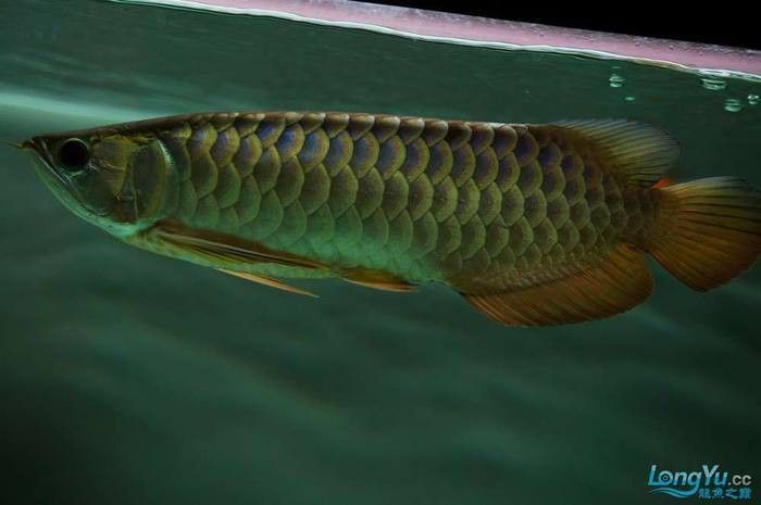 金龍魚吃面包蟲還是大麥蟲