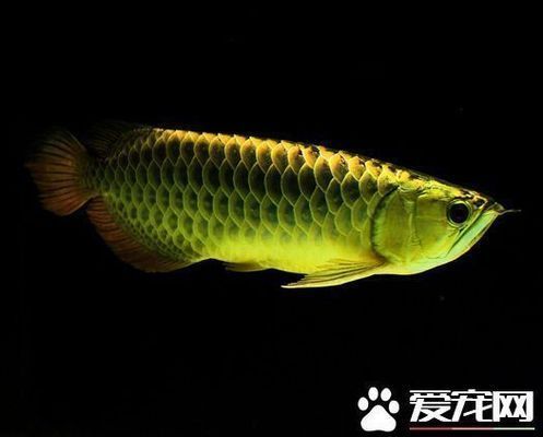 龍魚最貴的品種排名榜前十名：最貴的龍魚品種排名榜前十名 龍魚最貴的品種排名榜前十名：最貴的龍魚品種排名榜前十名 龍魚百科 第3張